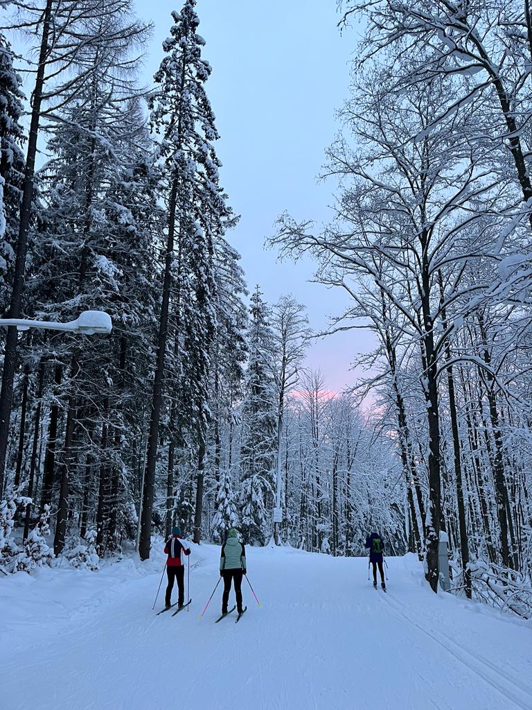 May be an image of 4 people, people dog sledding, people skiing and arctic